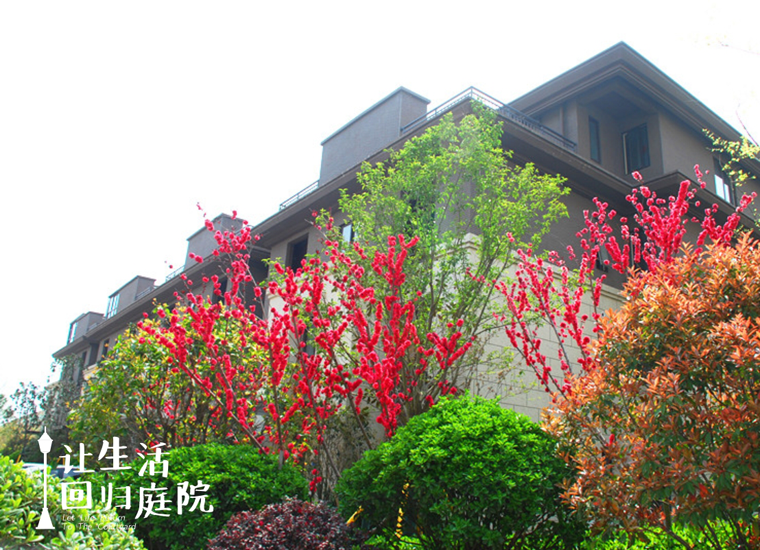 前后张望南阳50年：这样的天井，很难再有了！